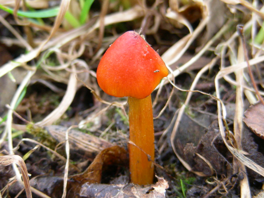 Hygrocybe conica ...